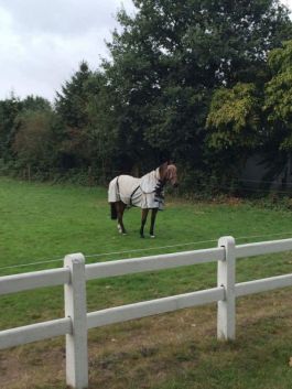 paard Jack in de wei na herstel van gebroken knie